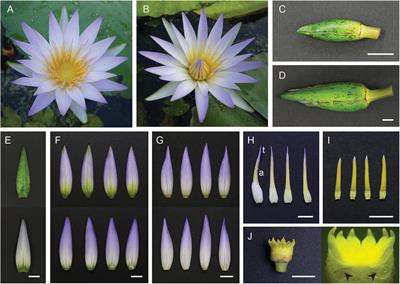 Expression and Functional Analyses of Nymphaea caerulea MADS-Box Genes Contribute to Clarify the Complex Flower Patterning of Water Lilies